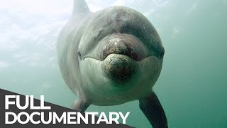 Ocean Stories 3  Dolphins and Whales  Free Documentary [upl. by Flore992]