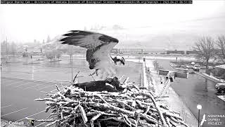 Hellgate Osprey Cam  Iris and Unknown Male Snowy Morning Mating  42123 Missoula Montana [upl. by Annahsor]