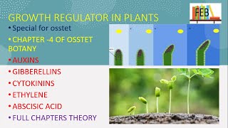 growth regulators in plants for osstet [upl. by Akinimod]