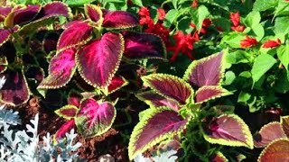 How to Grow Coleus from Seed [upl. by Sined790]