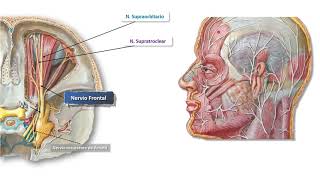 NERVIO TRIGÉMINO V PAR CRANEAL [upl. by Aneger]