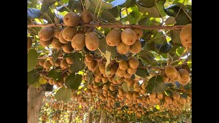 Kiwifruit Country New Zealand [upl. by Filberto471]