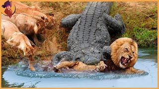 15 Crocodiles That Strike Their Prey [upl. by Yrrag]