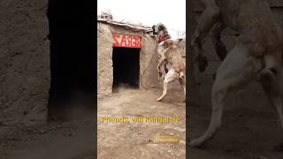 Kangal Vs Tibetan mastiff😱🔥 pitbullvs [upl. by Nrev798]