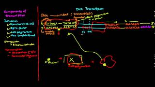 Prokaryotic transcription [upl. by Ybbed]