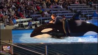 ORCA Encounter killer whales🐳😳 seaworld orlando viral youtube shorts short youtubeshorts [upl. by Cohleen]