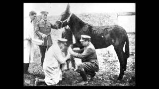 Blue Cross World War One collection  War Horse interview with Pip Dodd [upl. by Niamor]