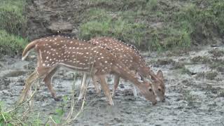 Spotted deer at Mineral licks Reason to visit Nepal [upl. by Siuoleoj455]