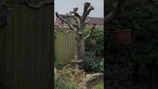 Tree pruning in a back garden using the forest master wood chipper [upl. by Cirdek235]