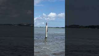 Heading out onto the Matanzas florida thatfloridafeeling staugustine boating floridalife [upl. by Ylekalb]