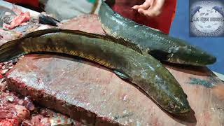 Live Murrel Fish Fry Slice  Fastest Fish Cutting Skills  Amazing Sola Fish Cutting Skills [upl. by Loma]