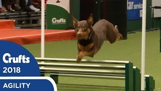 Agility  International Invitation  Large Agility  Crufts 2018 [upl. by Hadley44]