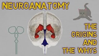 NEUROANATOMY made EASY the origins and the whys [upl. by York]