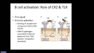 Abbas Ch 12 B Cell Activation and Antibody Production [upl. by Ellened238]