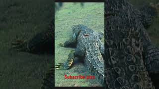 quotDangerous crocodile movie explaination in hindi quotmovieexplainedinhindi crocodile viralvideo [upl. by Eerased]