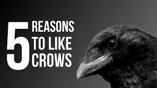 5 Reasons To Like Crows American Crow [upl. by Doubler615]