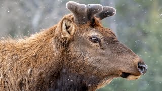 1 Months Antler Growth on the Biggest Elk Bull [upl. by Biegel]