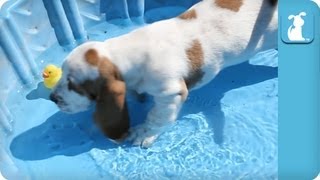 Basset Hound Cant Get Out Of Kiddie Pool [upl. by Nirroc]