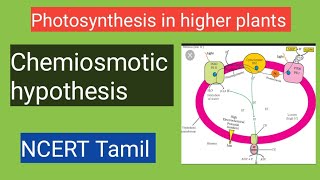 Chemiosmotic Hypothesis class 11photosynthesis in higher plants ncert tamil [upl. by Allemap]