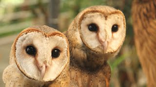 Eastern Barn Owls Sound  Eastern Barn Owls Sound Effects  Eastern Barn Owls Noises  No Music [upl. by Neeruan]