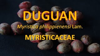 Duguan Myristica philippinensis  Myristicaceae  Philippine Native Trees [upl. by Leund]