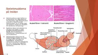 Muskler och rörelseapparaten  Biologi 2 100 p [upl. by Thorma627]