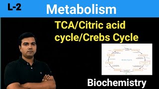 TCA cycleCrebs Cycle Citric acid cycle [upl. by Balfore938]