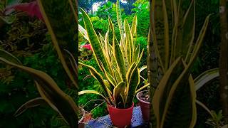 Snake Plant Sansevieria Beautiful plant for indoor ❤️gardening indoorplants trending shorts [upl. by Eidnam]