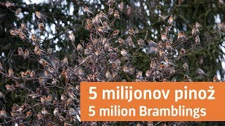 5 milijonov pinož  5 million Bramblings [upl. by Atilehs]