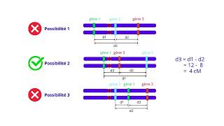 Carte factorielle de trois gènes liés [upl. by Enaz]