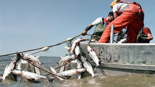 Amazing Biggest Gill net Fishing Line Catch Giant Fish  Awesome big catching on the sea [upl. by Yezdnil]