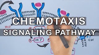 Chemotaxis  Signaling Pathway in Bacteria [upl. by Danae]