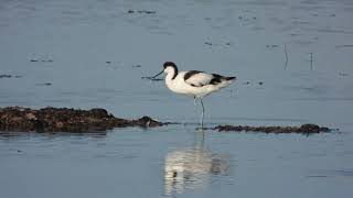 Pied Avocet Avocetta Recurvirostra avosetta [upl. by Stoffel]