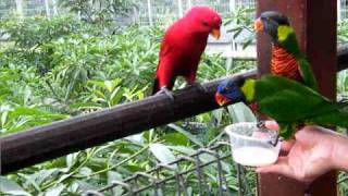 Jurong Bird Park Video Lory Loft 1 [upl. by Lanevuj]