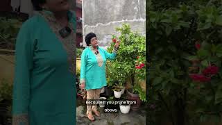 DIY Hibiscus Care Simple Tips for Nonstop Blooms shorts hibiscus gardeningtips [upl. by Raye]