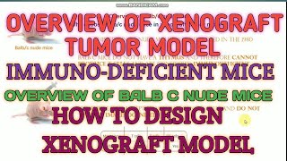 Overview of xenograft tumor model II Experimental design of xenograft model II Bulbc nude mice [upl. by Sears]