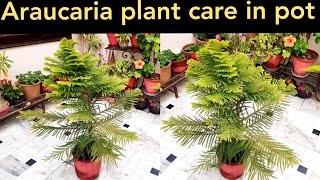 Why araucaria plant turn yellow Araucaria plant care christmas tree care norfolk island plant [upl. by Akemeuwkuhc]