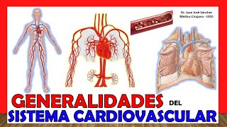 🥇 SISTEMA CIRCULATORIO en 18 Minutos Aparato Cardiovascular ¡Fácil y Sencillo [upl. by Alacim]