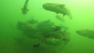 Group of wels catfish Silurus glanis gathered in the River Rhone France [upl. by Alohs966]