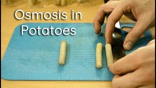 Osmosis in Potato Strips  Bio Lab [upl. by Elaval]