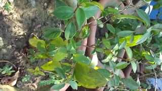 Anti Diabetic  GYMNEMA SYLVESTRE India [upl. by Atwater]