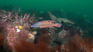 Film til Limfjordsgruppen  Havnetværket i Danmarks Naturfredningsforening [upl. by Ines]