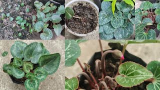 How to Grow Cyclamen Flowers from Seeds  Episode 1 [upl. by Fredette520]