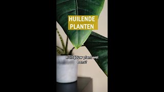 Huilende planten  Alles over guttatie  Pokon [upl. by Dragon]