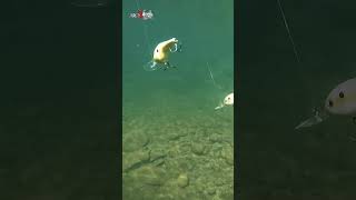 Balsa VS Plastic Crankbaits Underwater [upl. by Anitsirhk]