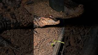 Cuviers Dwarf Caiman Basking share reptiles trending caiman subscribe shorts new beautiful [upl. by Aivirt174]