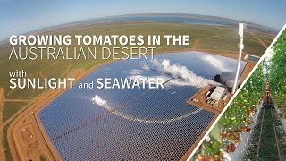 Growing food in the Australian desert with sunlight and seawater  the Sundrop Farms project [upl. by Erodavlas225]