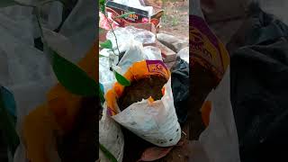 Germination Seed For 🌱Plant 🥭Mango shortvideo shorts nature germination plants trending 4k [upl. by Gorlicki]