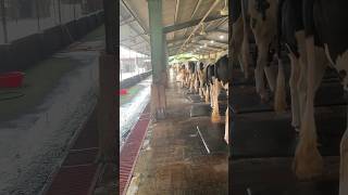 Modern cattle farm 🐂🐄🐂🐄viralvideo cow dairy animals farming dairfarm [upl. by Anitsyrhk]