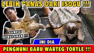 UNBOXING ALLIGATOR SNAPPING TURTLE JUMBO  ADA YG MAU [upl. by Willman636]